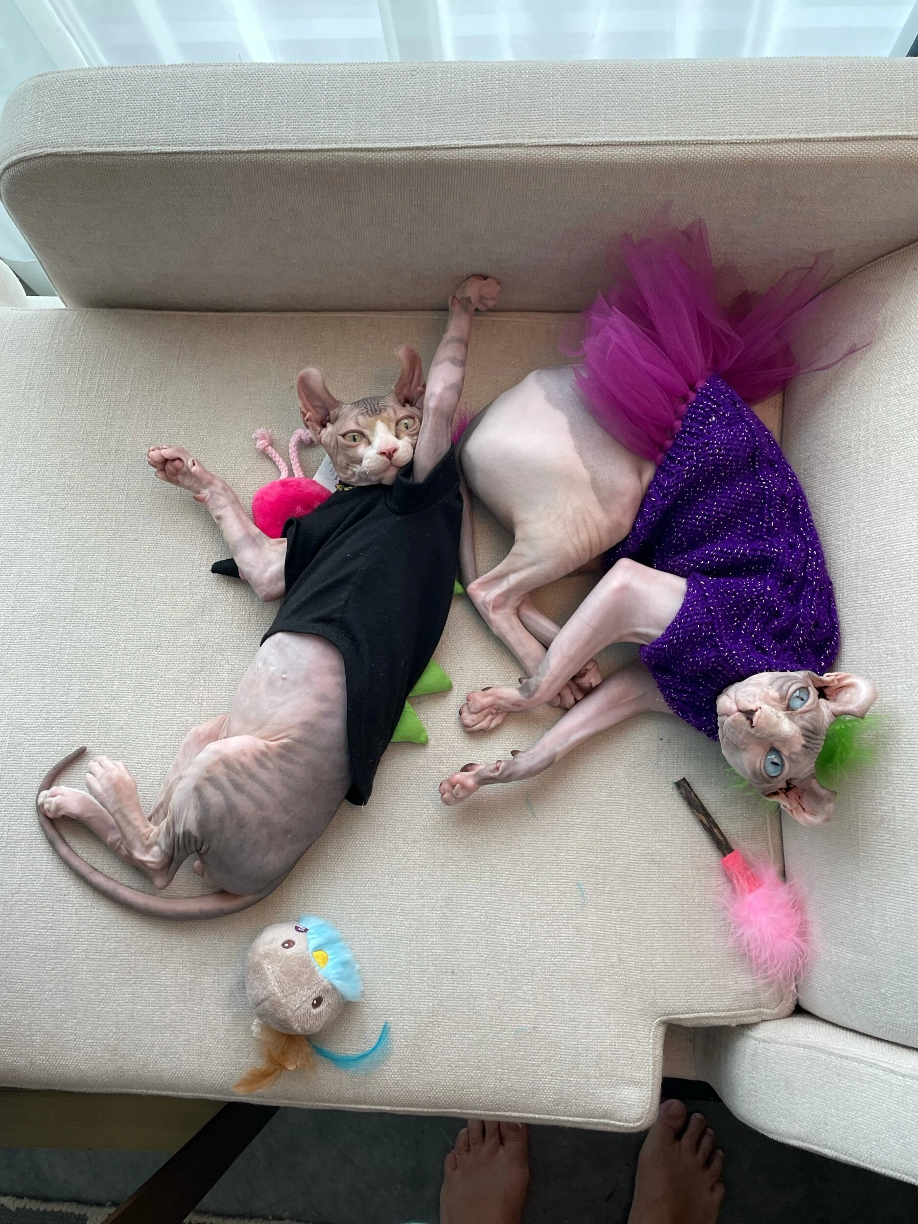 Sphynx cats Tiger and Punky at Swanky Sphynx